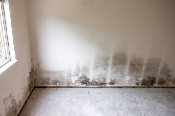 Reliable Grandview, OK Mold Removal Solutions